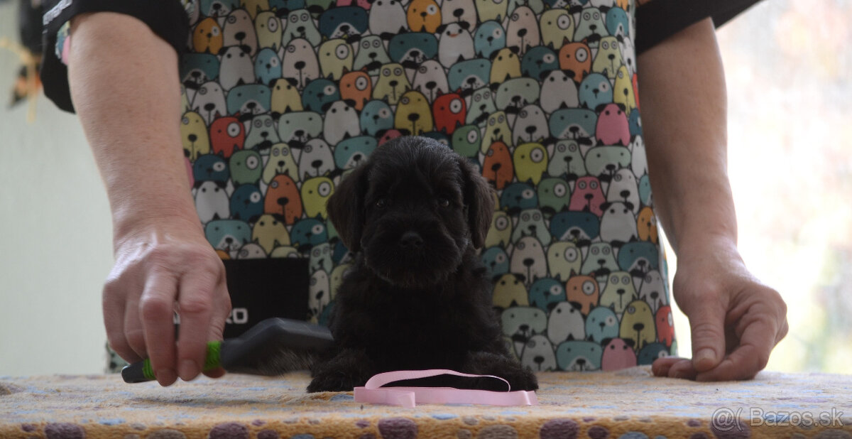 Bradáč malý čierny - šteniatka