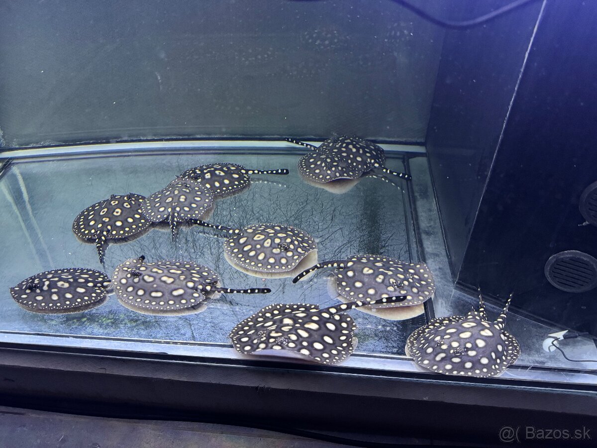 Potamotrygon Black Diamond