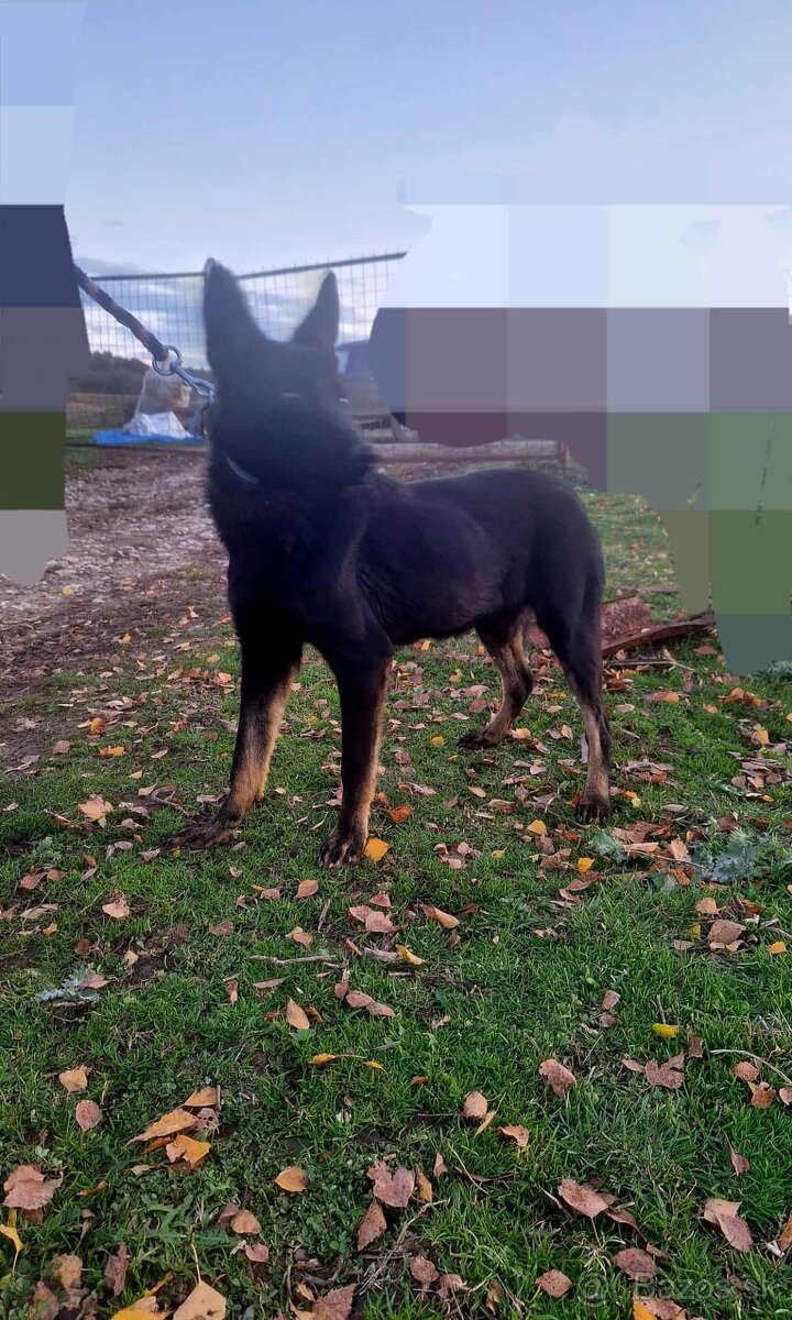 Predám nemeckého ovčiaka