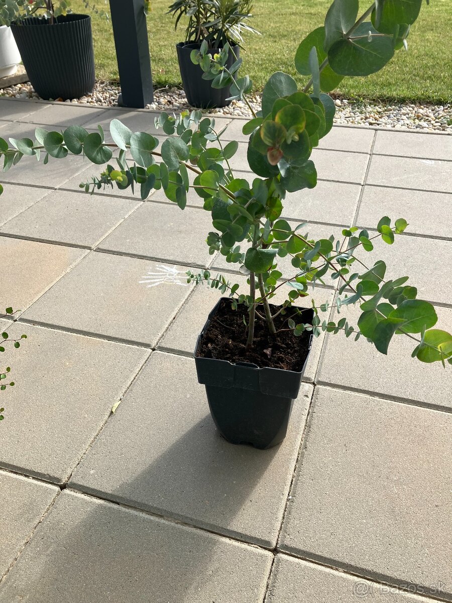 Eukalyptus Silver dollar