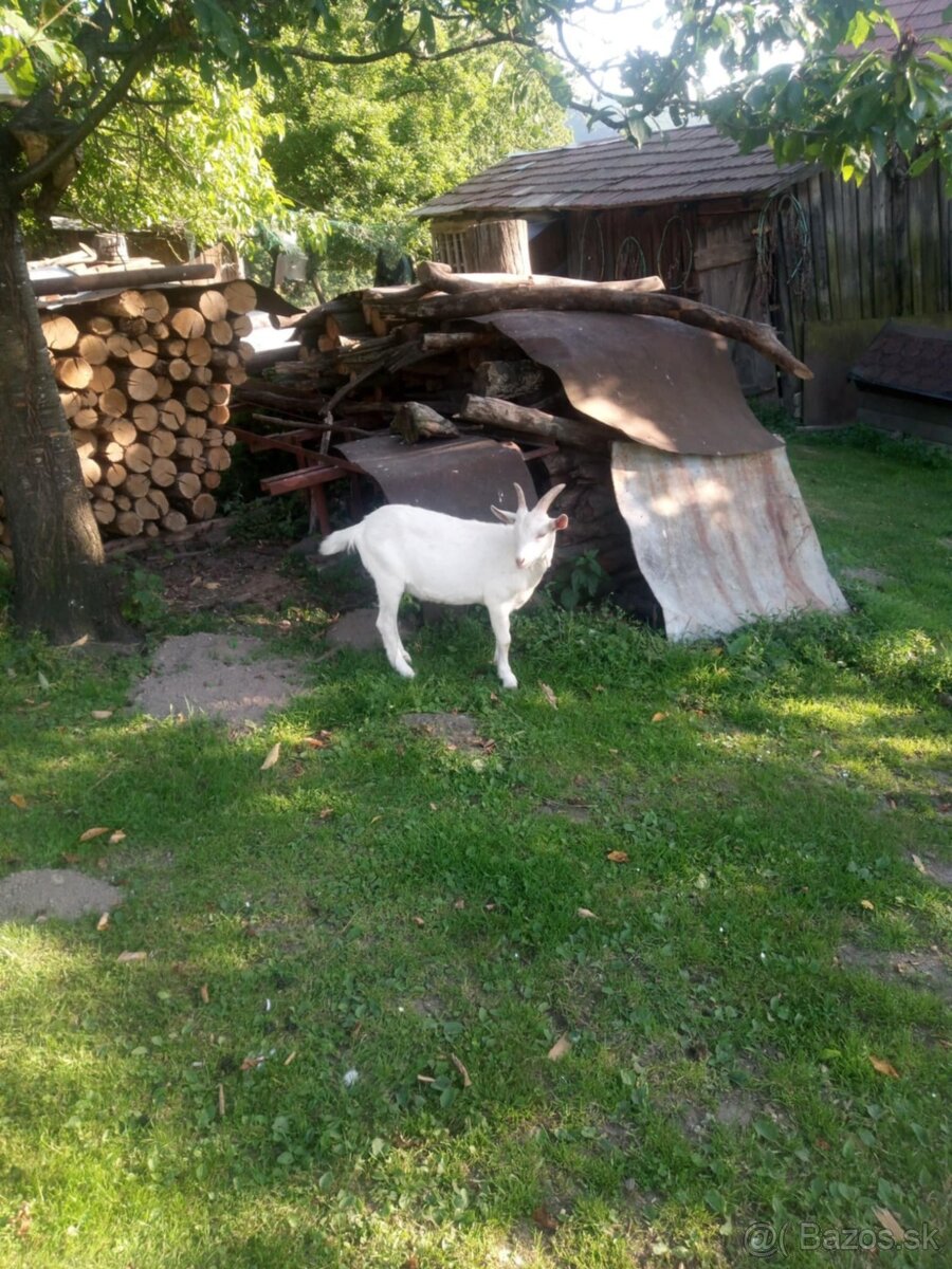 Predám capka a kozičku