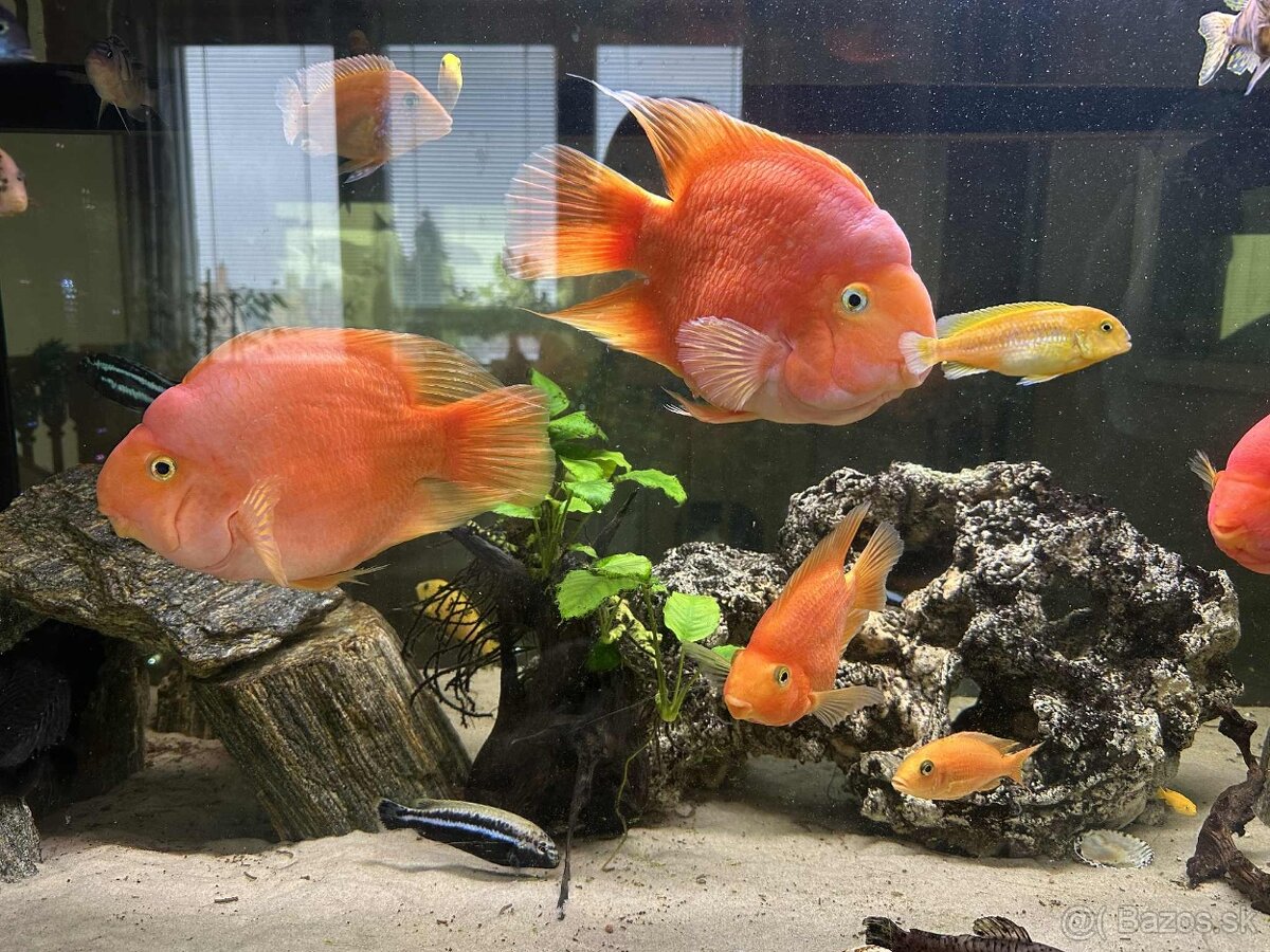 Predám Red Parrot 20cm/40€