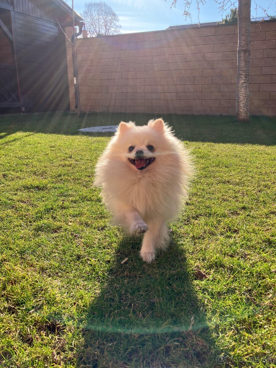 Krásny, láskyplný, čistokrvný pomeranian na krytie