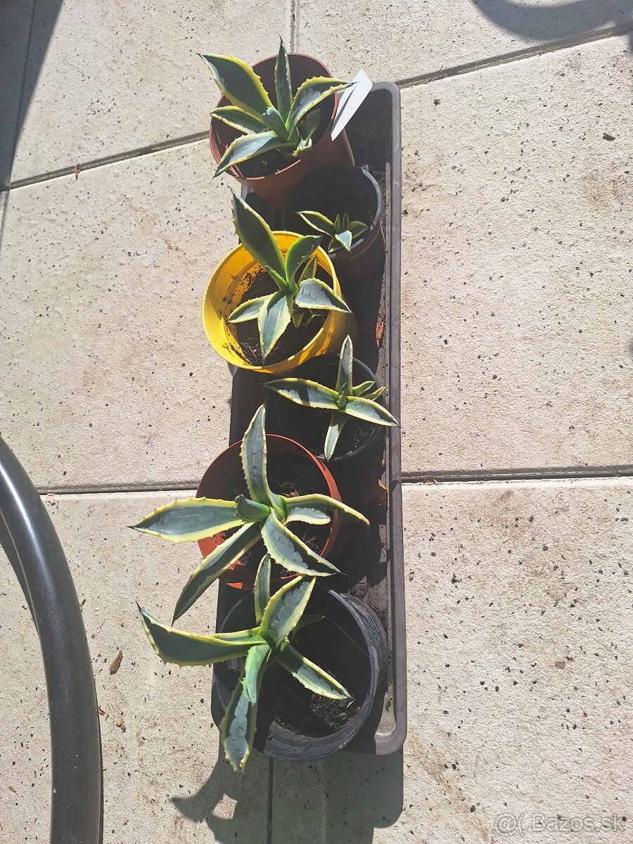 Agave americana