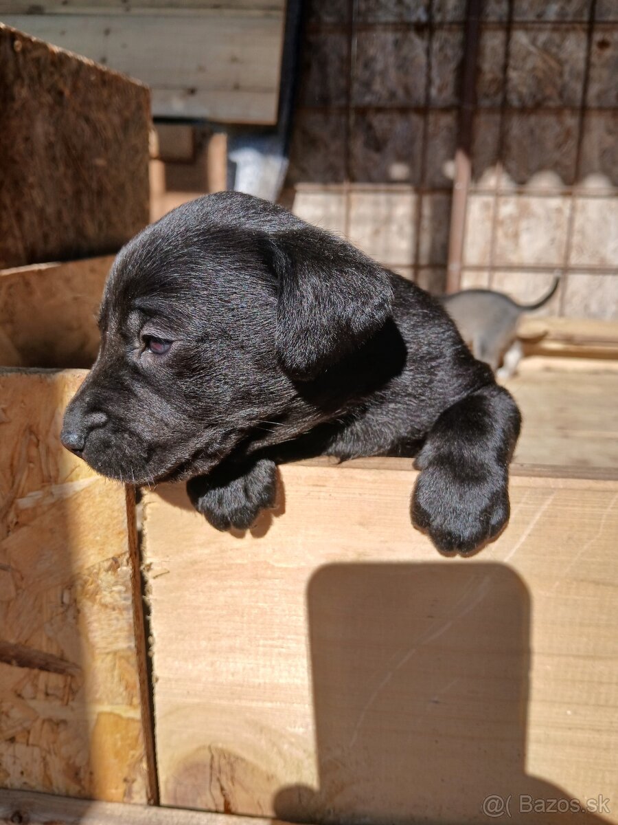 Labrador šteniatka
