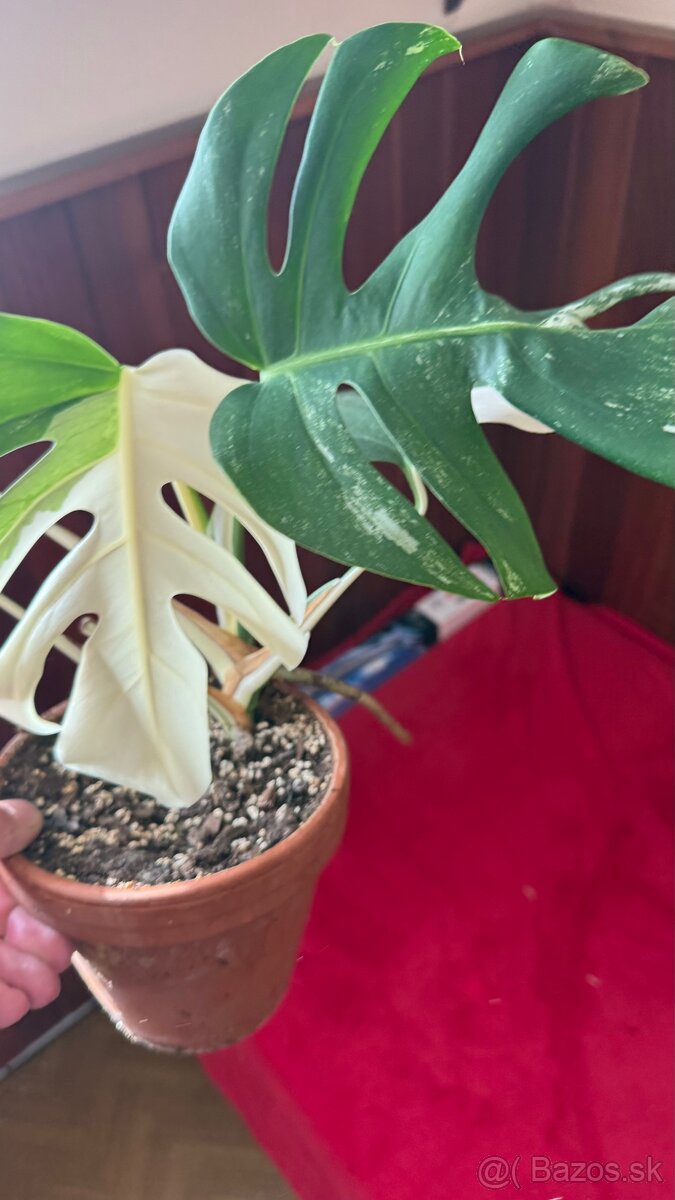 monstera albo variegata