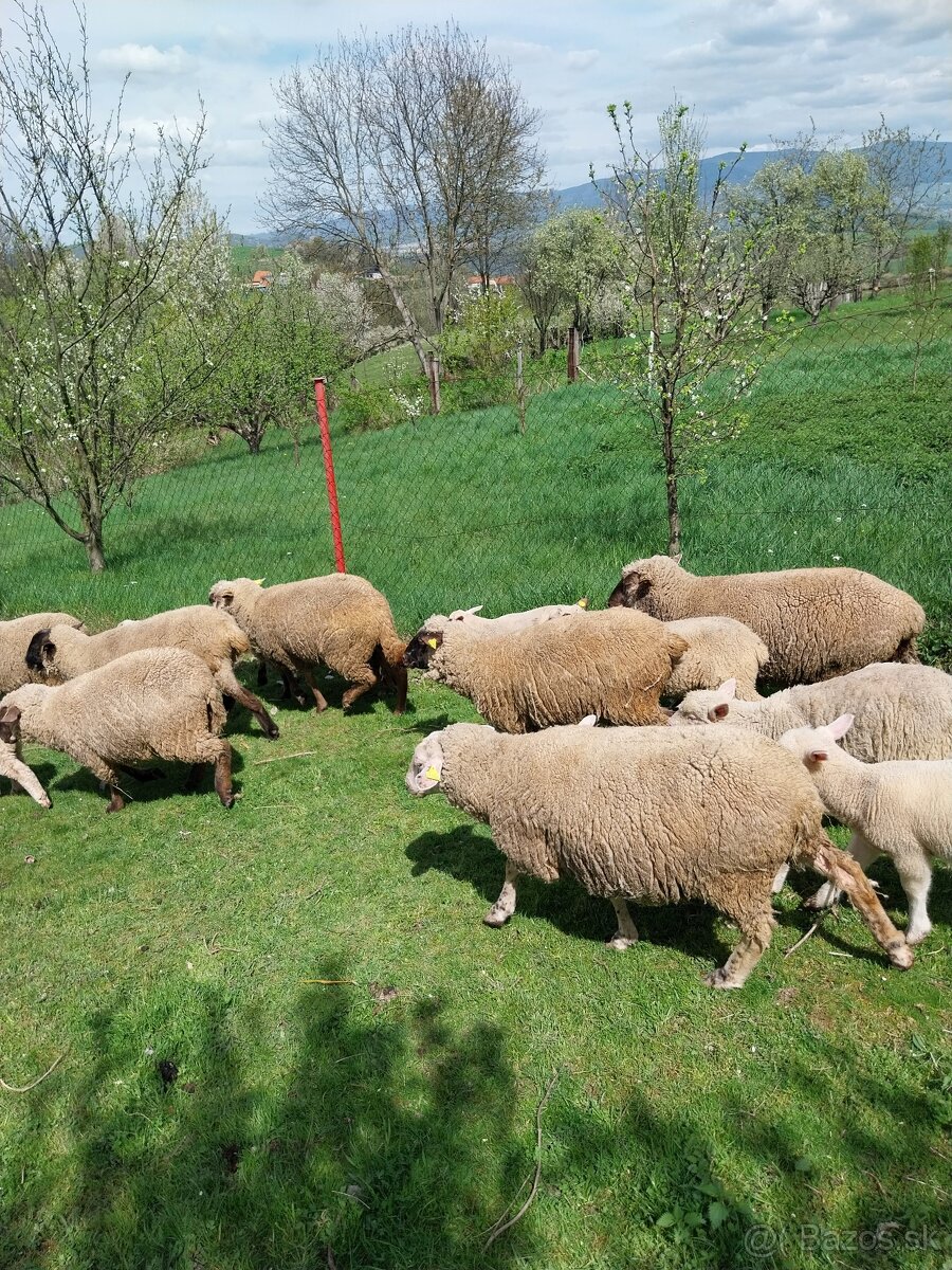 Kupim plemeno barana staršieho