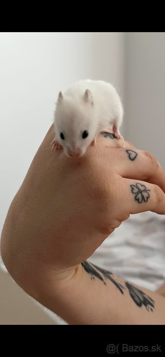 Škrečok sýrsky