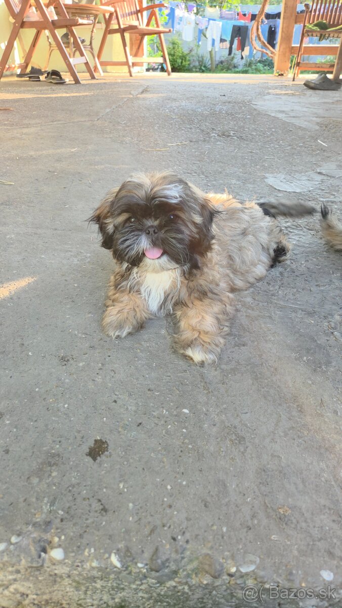 Šteniatka shi tzu