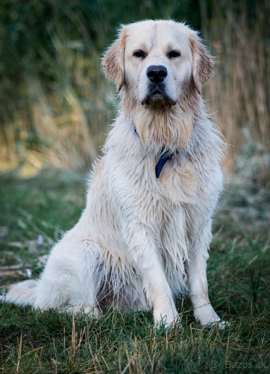 Zlatý retriever s PP - krytie