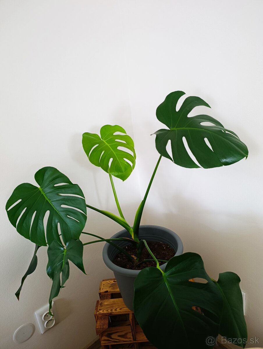 Monstera deliciosa