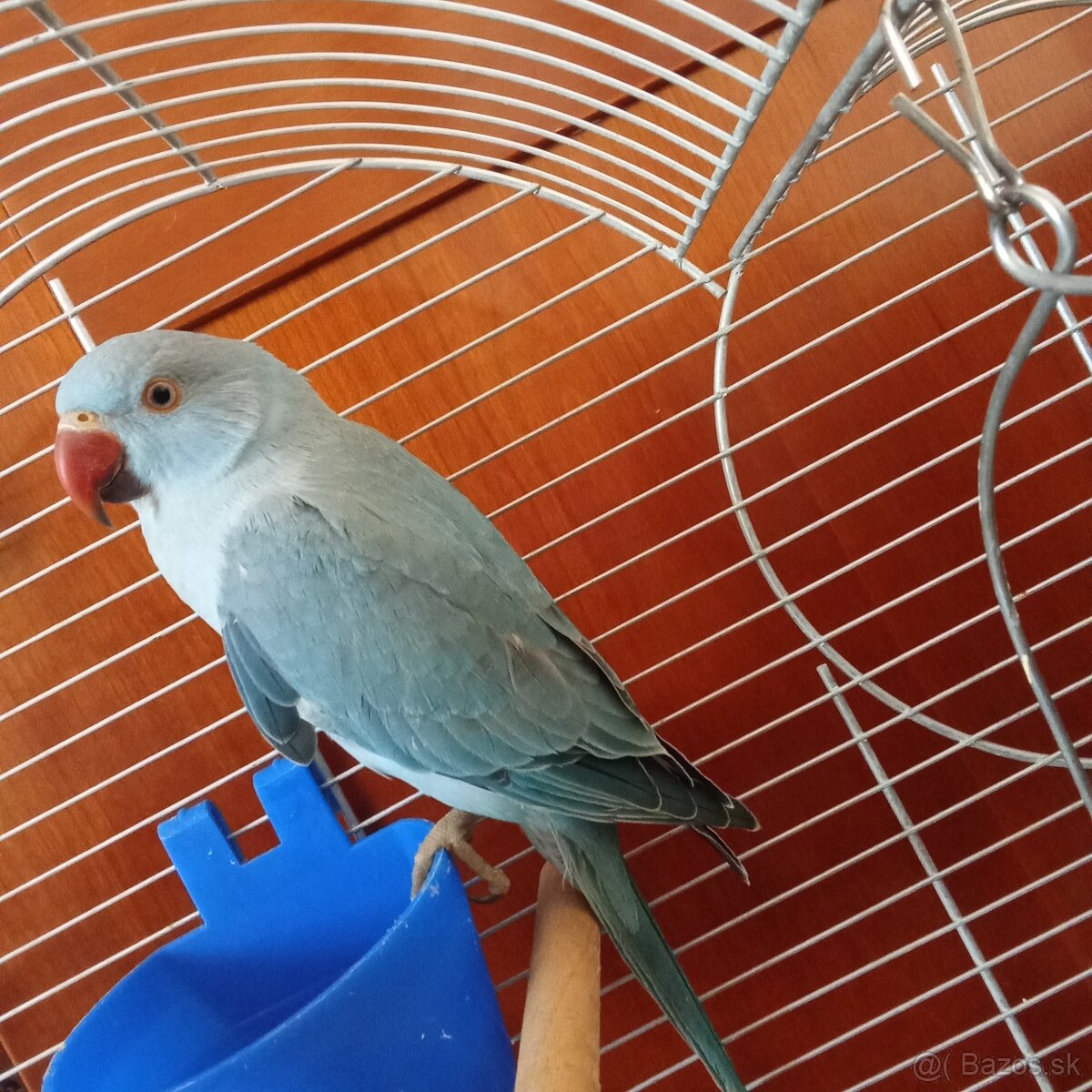 Hľadá sa Alexander malý modrý