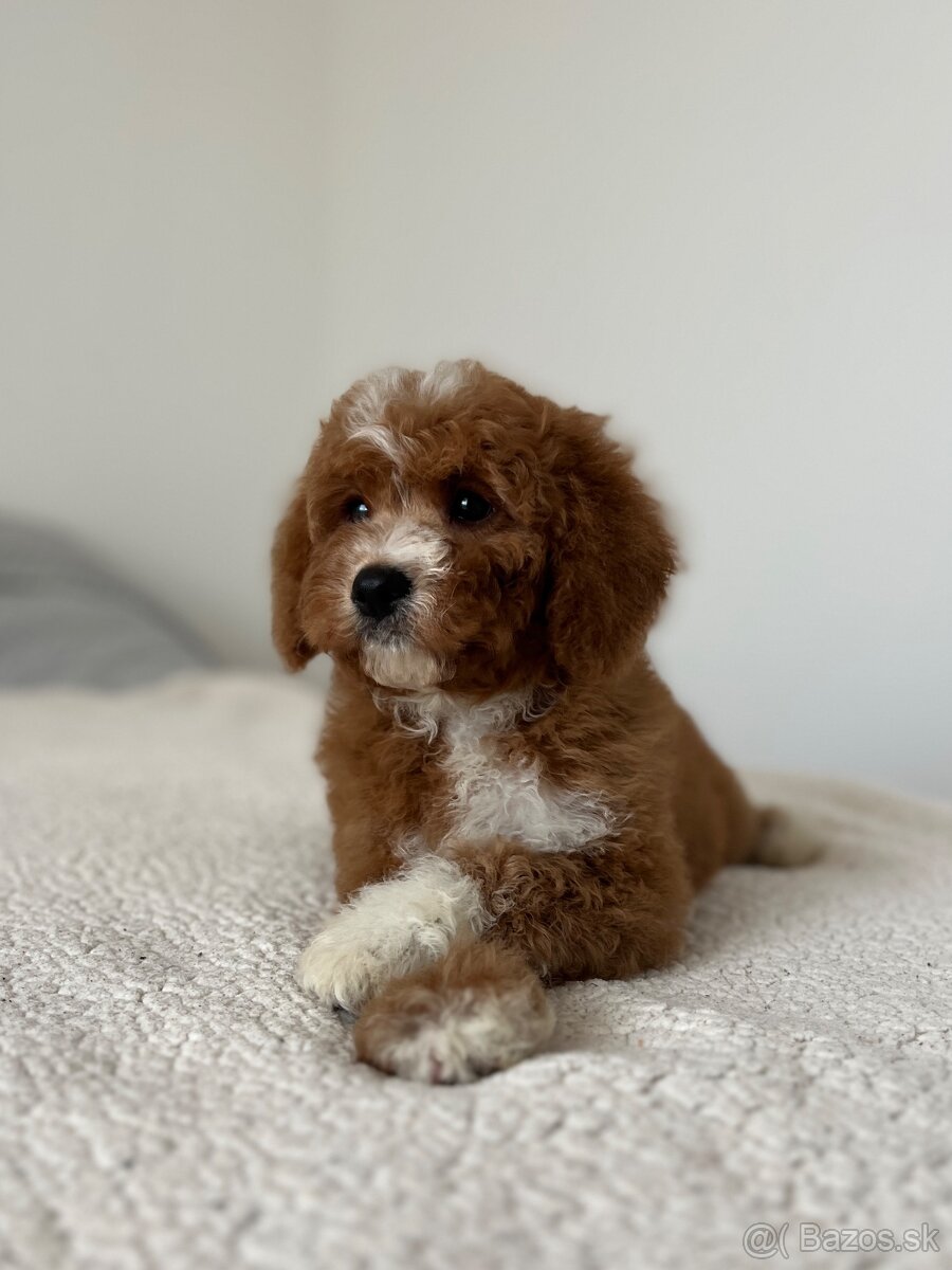 Cavapoo psík