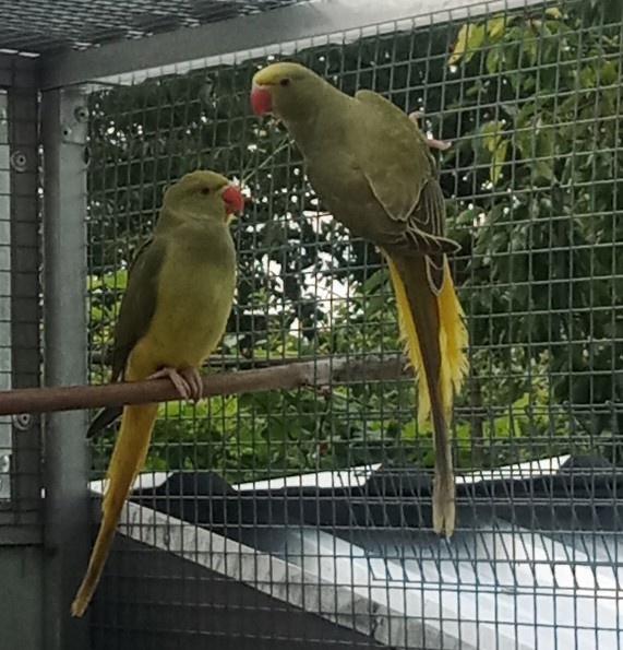 Alexander maly H.CH.