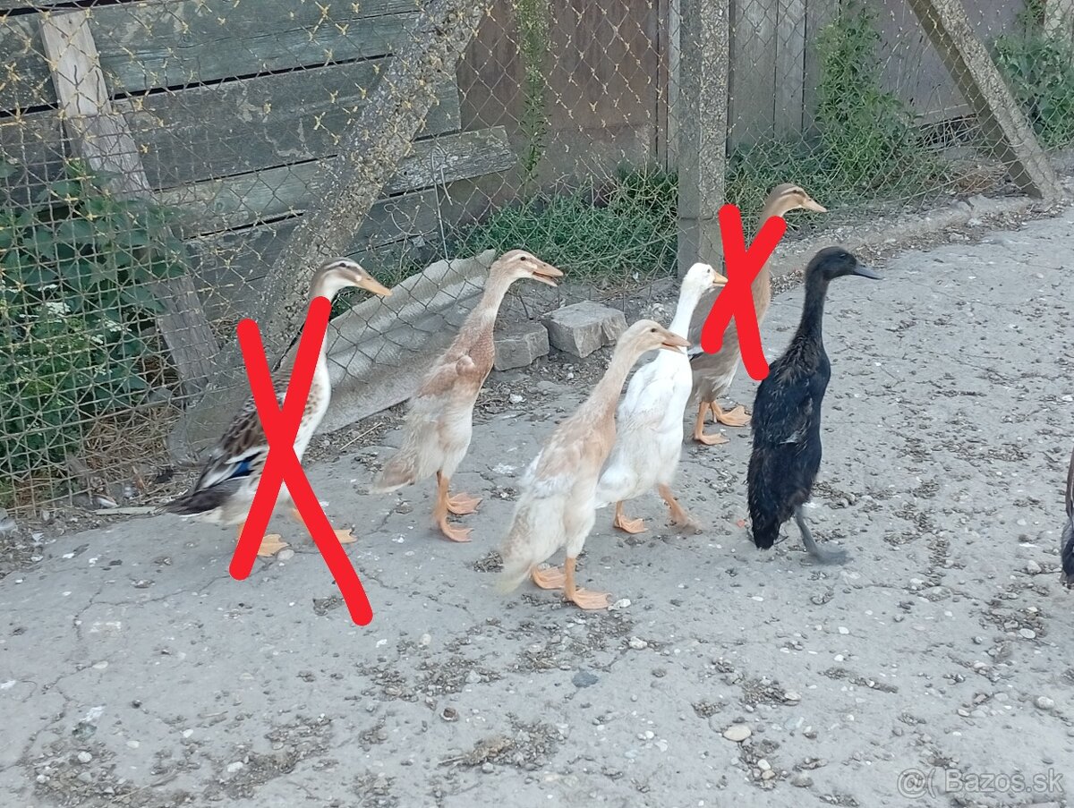 Indický bežec