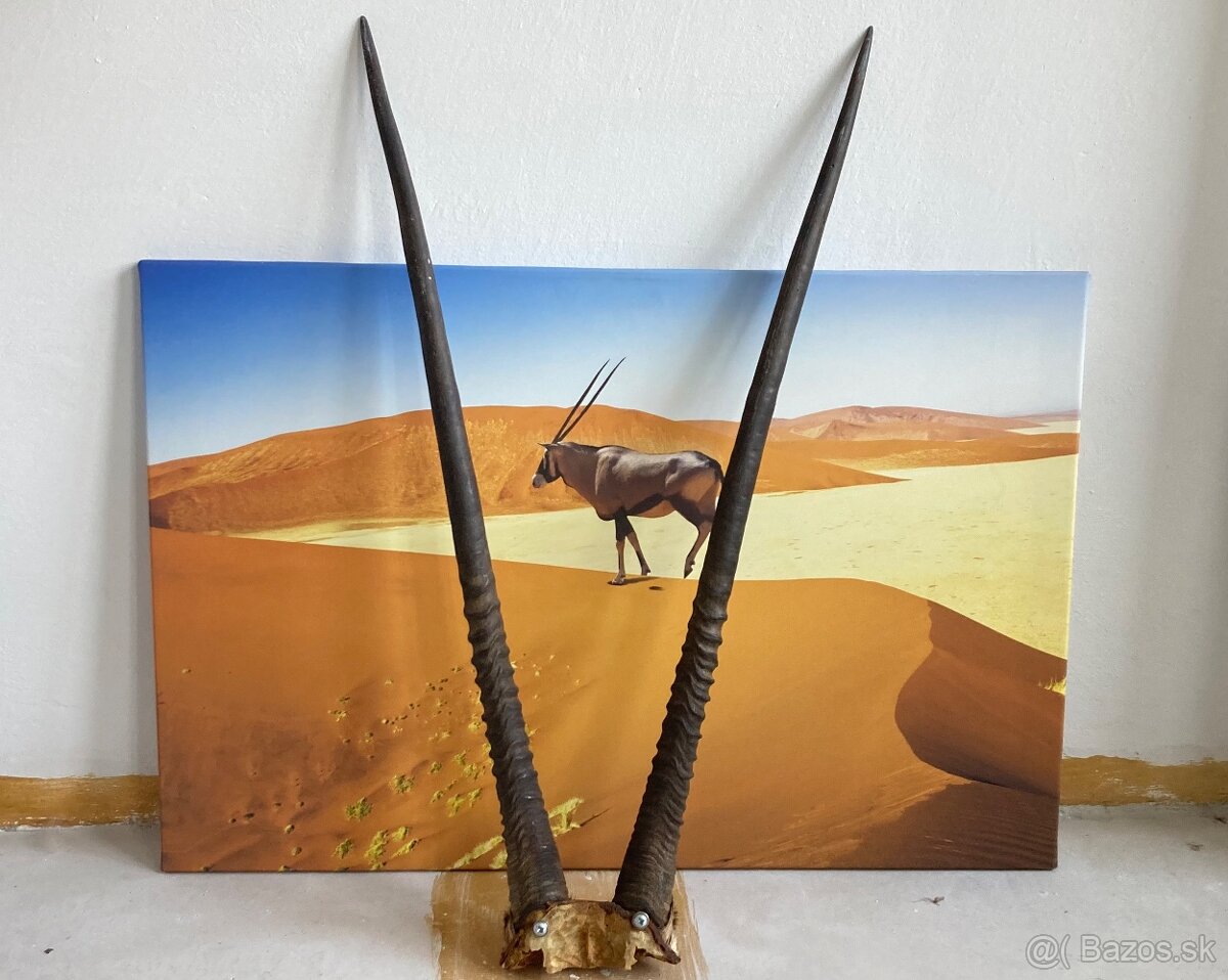 Trofej parožie Gemsbok