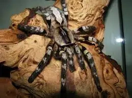 Poecilotheria regalis