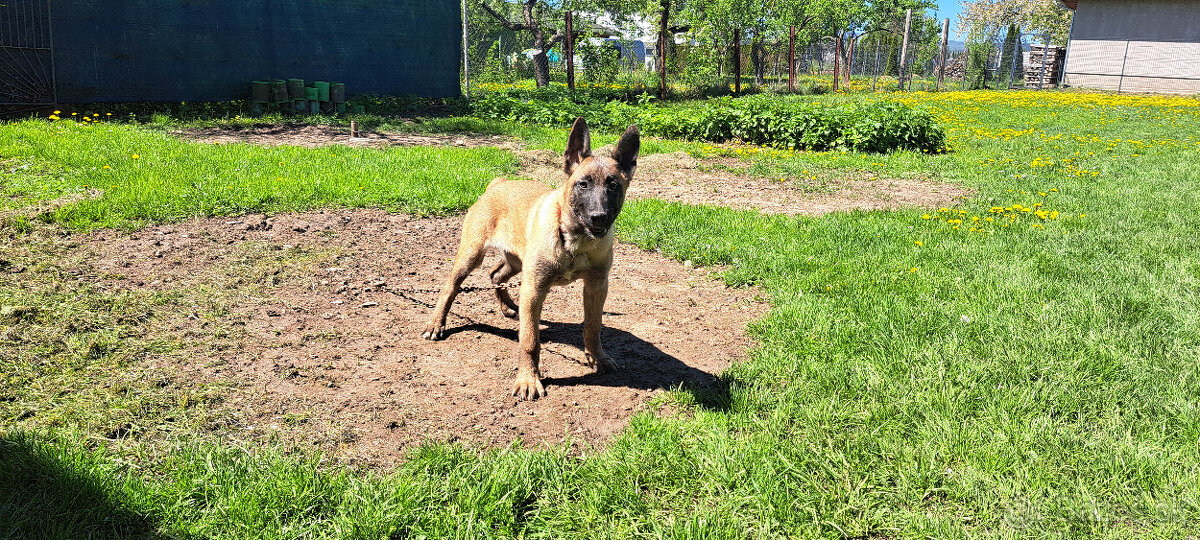 belgický ovčiak , malinois
