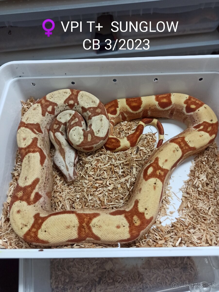 VPI T+ SUNGLOW Boa Constrictor