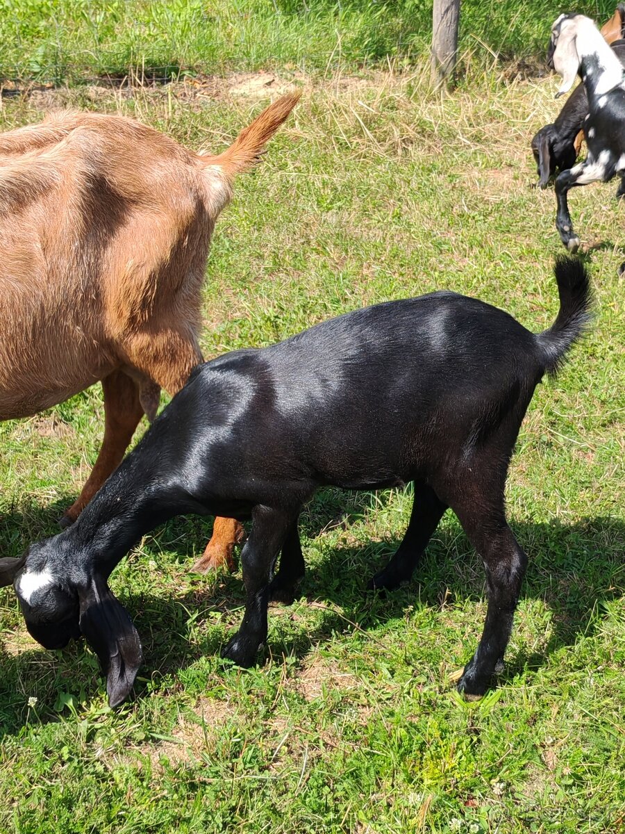 Anglonubijske kozičky