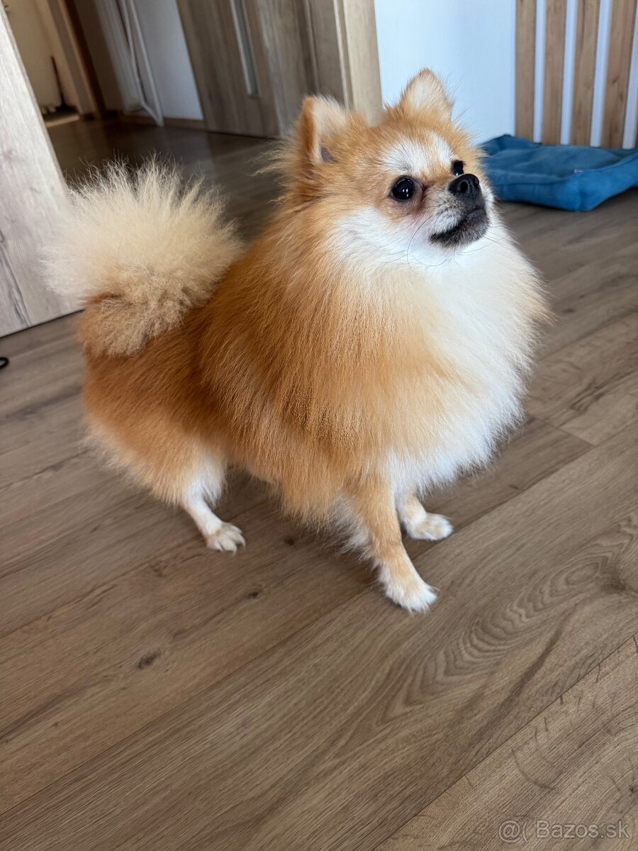 Pomeranian mini