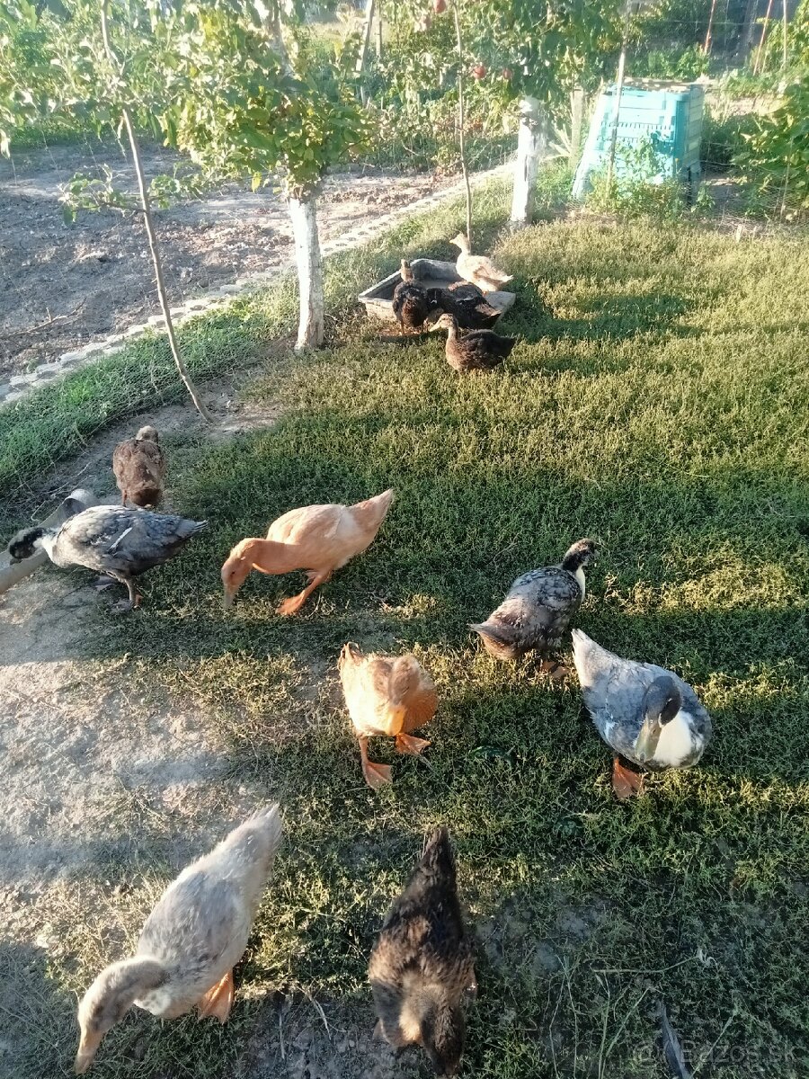 Saské a ruánske kačky