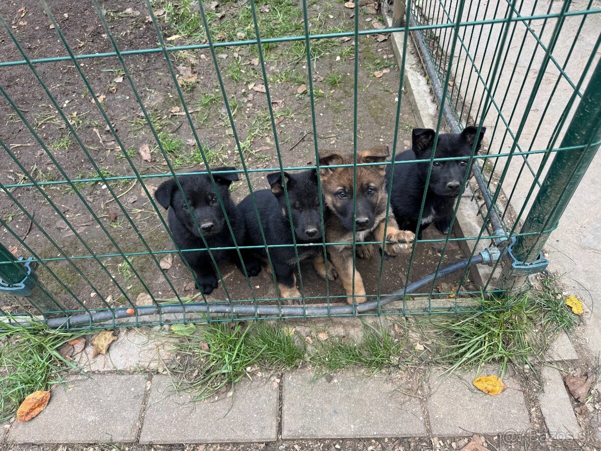 Šteniatka - nemecký ovčiak