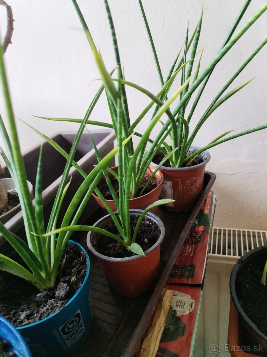 Svokryne jazyky mladé rastliny