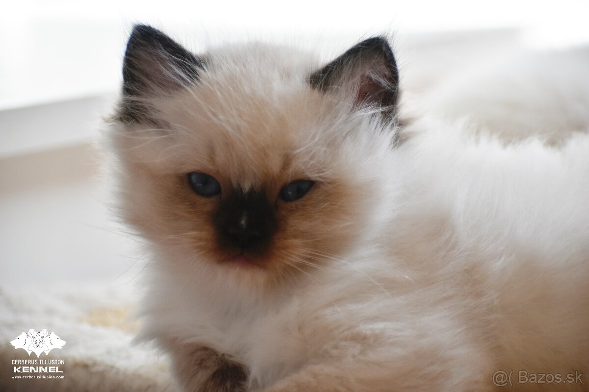 Ragdoll s PP - seal mitted kocúrik