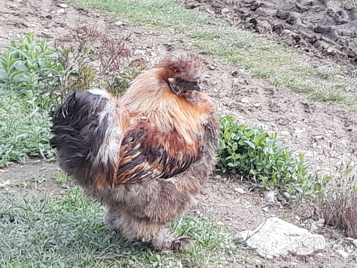 Hodvábničky kohútiky