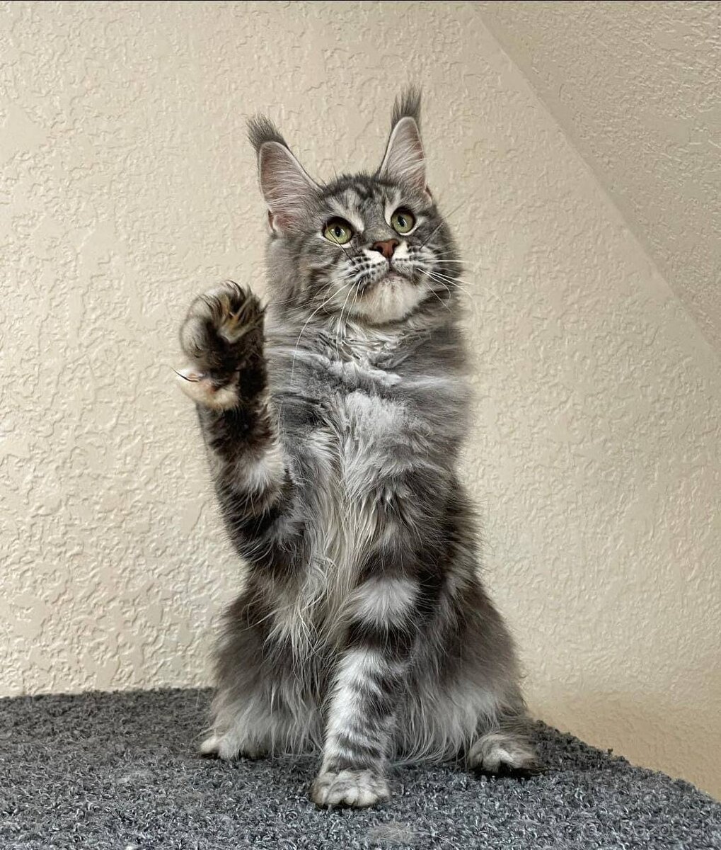 Krásne mačiatka Maine Coon