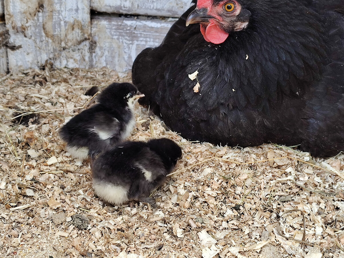 kuriatka marans + kvočka