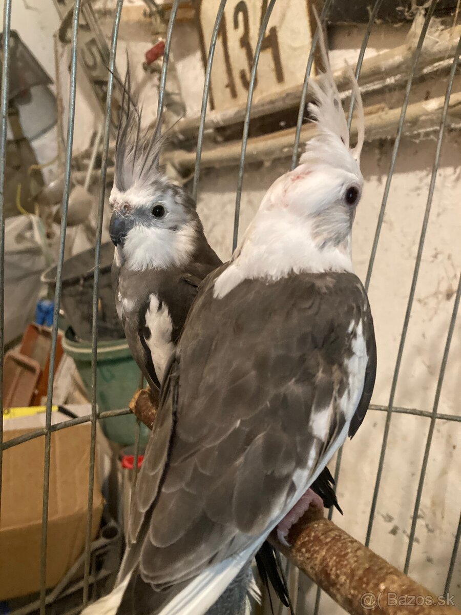 Korely albin bielohlave