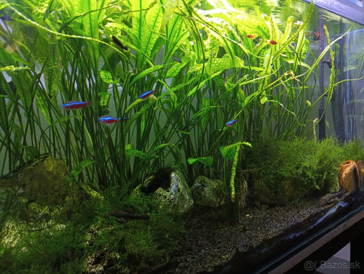 Darujem mach do akvária