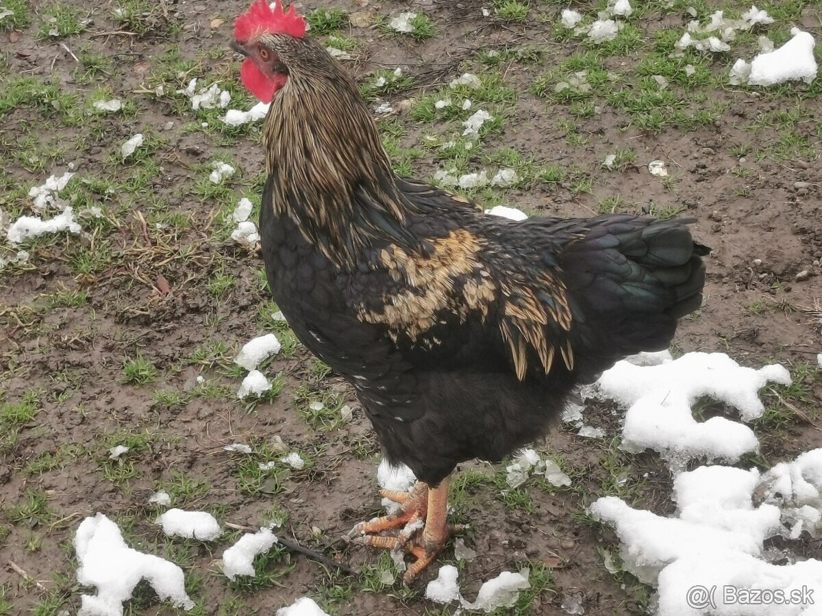 2. Predám mladého kohúta