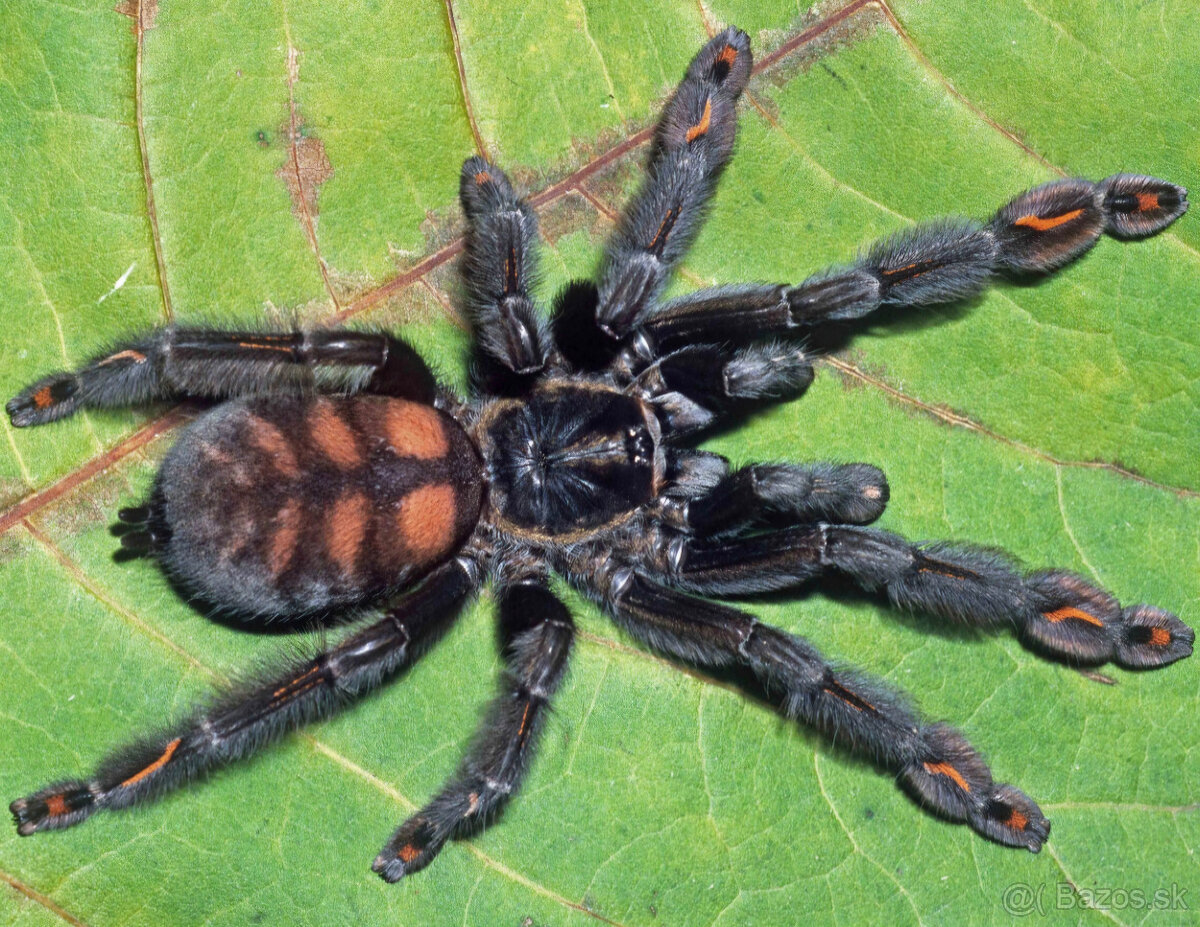 kúpim samicu Psalmopoeus irminia