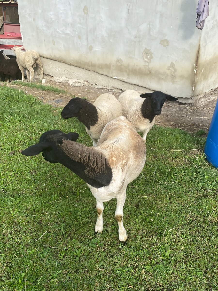 Predam 2 jahnicky Dorper (4 mesacne)