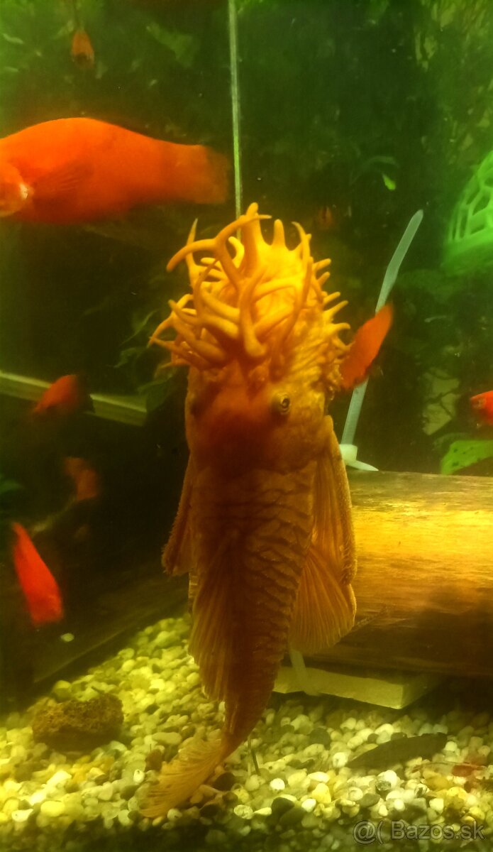 Predám Ancistrus red