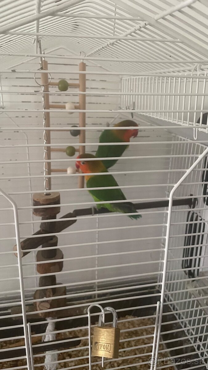 Agapornis