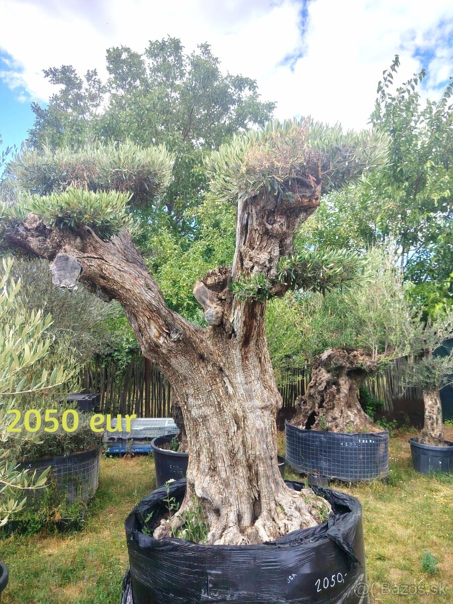 Olivovník Europea