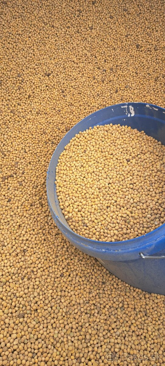 „Predám kvalitnú sóju – 1000 kg, vhodná na kŕmenie aj siatie