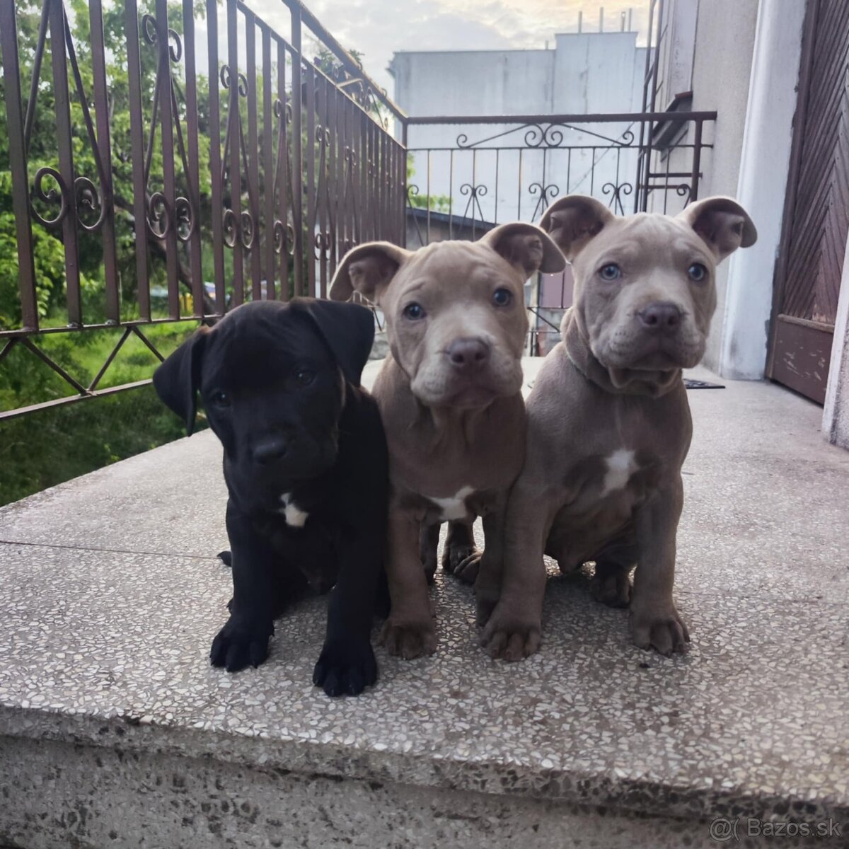 Americký pitbulterier pitbul pitbull