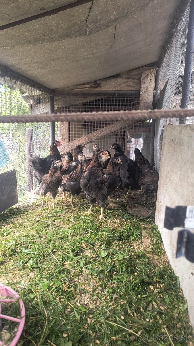 Araucana divosfarbená