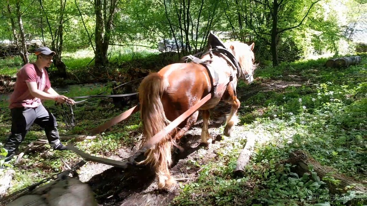 Ťažný žrebec