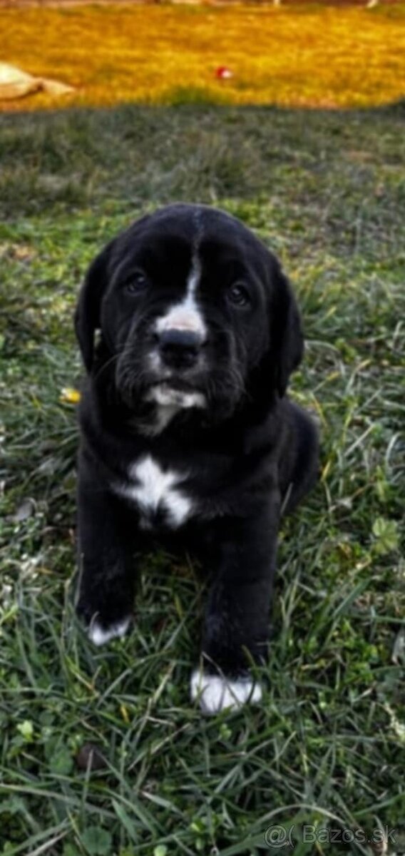 Cane Corso