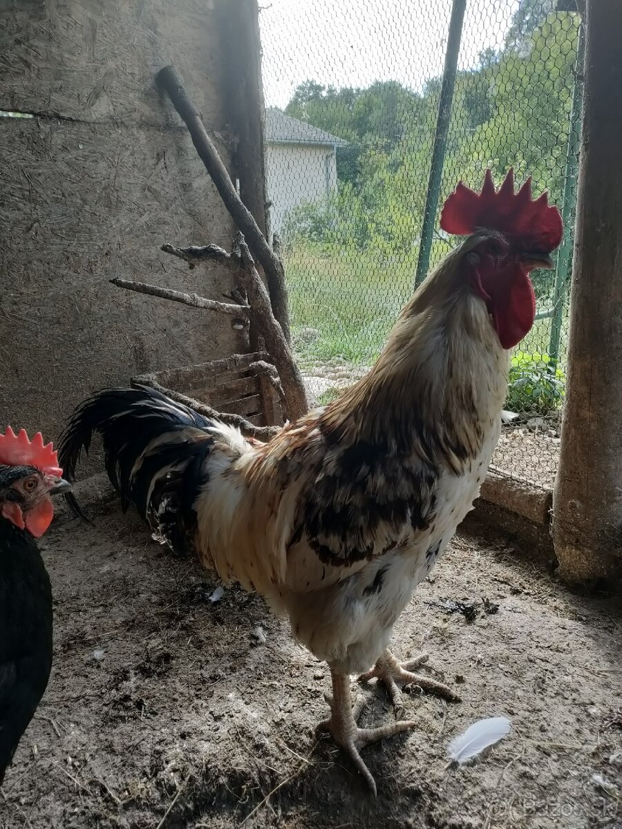 Kohuti
