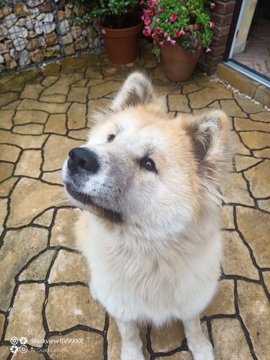 Akita inu krytie