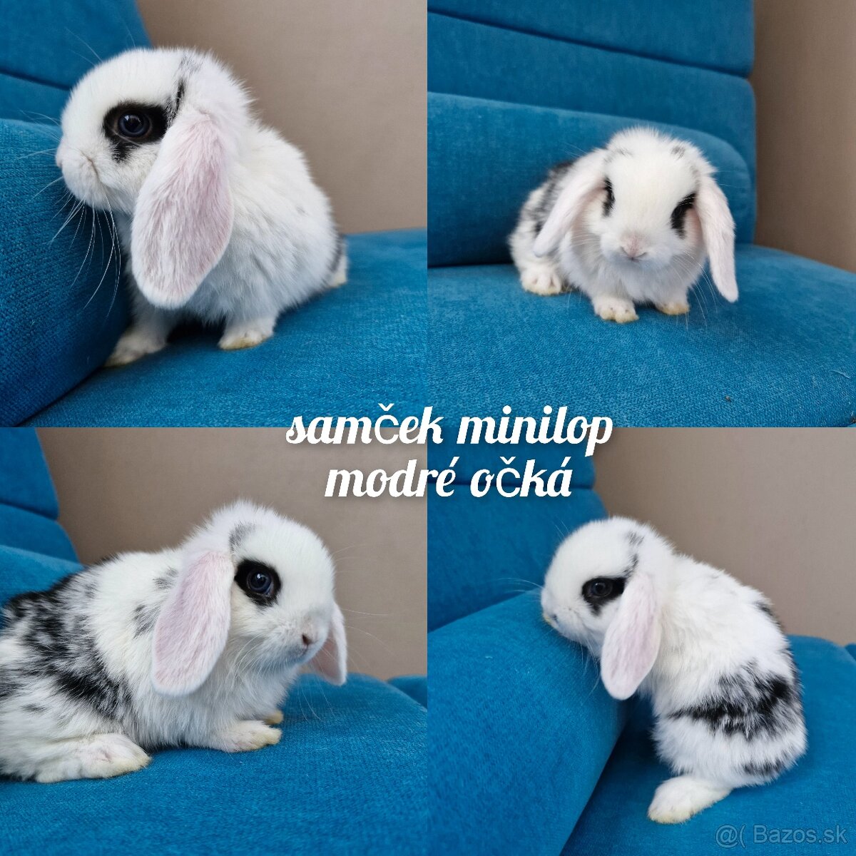Minilop, zakrsly kralik, zakrsly barancek