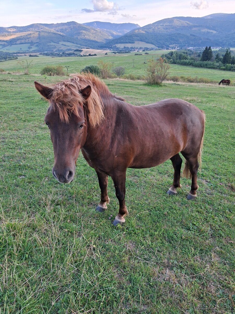 Poník - valach