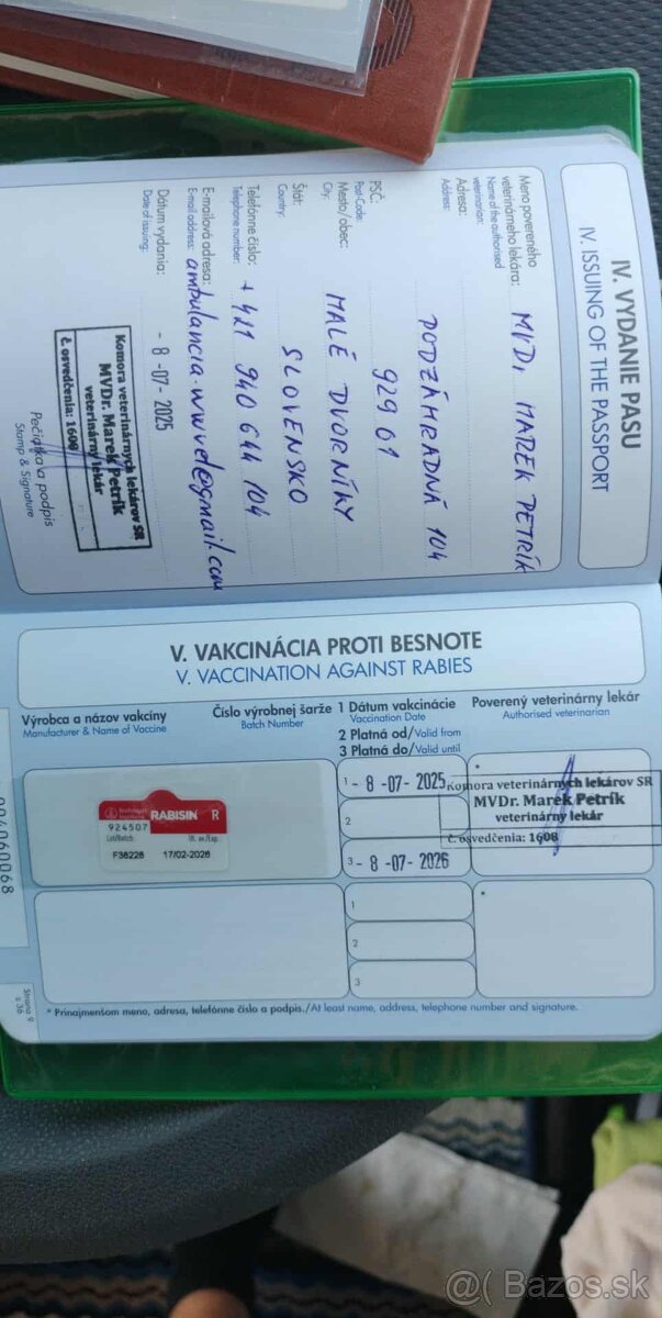 Jazvecik